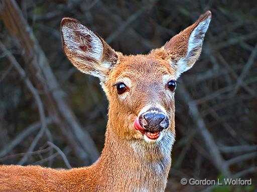 Licking Its Chops_DSCF01899.jpg - White-tailed Deer (Odocoileus virginianus) photographed near Perth, Ontario, Canada.